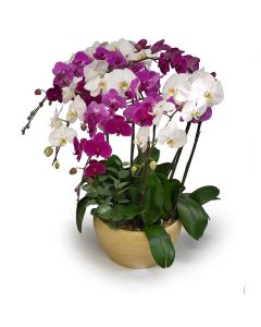 Grace orchid plant