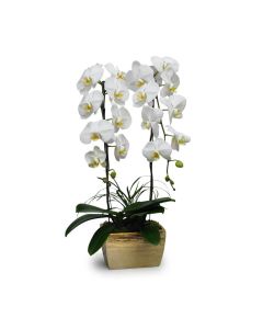 White Butterflies orchid plant
