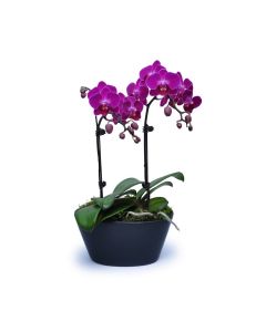 Mini Purple Orchids 6 