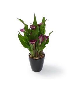 Potted Calla Lilies 27 indoor plant