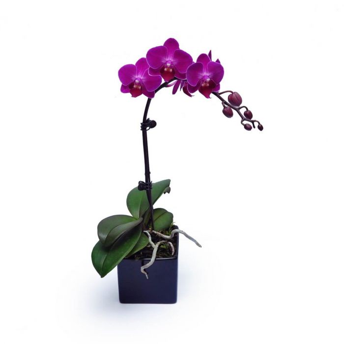 Mini Purple Orchid 1 