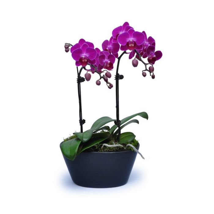 Mini Purple Orchids 6 